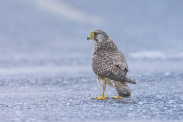 Common Kestrel, European Kestrel