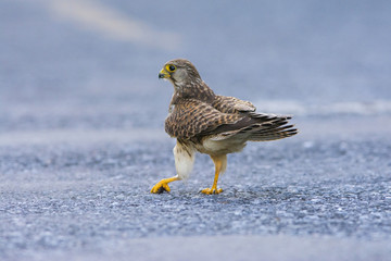 Common Kestrel, European Kestrel