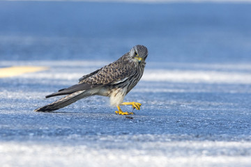 Common Kestrel, European Kestrel