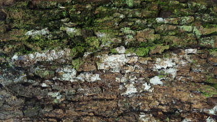 wood texture nature in forest