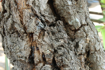 Bark tree texture. Bark background