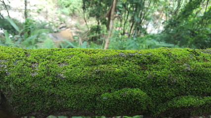 Green mos background,Stone With Green Mos,