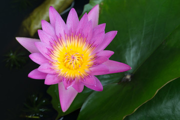 close up pink color fresh lotus blossom or water lily flower blo