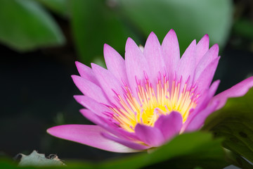 Obraz premium close up pink color fresh lotus blossom or water lily flower blo