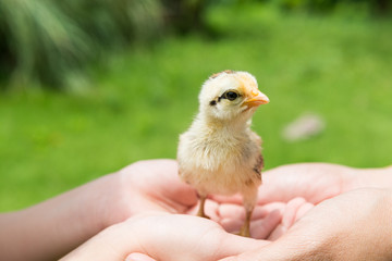 Babies chick, Little chicken,Rearing small chicks. Poultry farmi