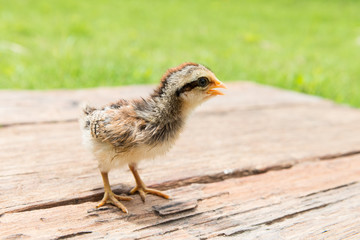 Babies chick, Little chicken,Rearing small chicks. Poultry farmi