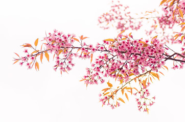 Pink cherry blossom in winter season,Chiangmai,northern of Thailand