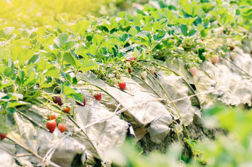 Organic strawberry in a farm, Chiangmai, northern of Thailand