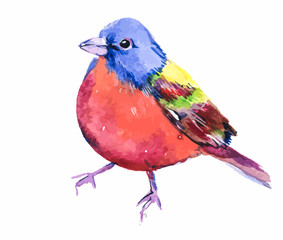 Bird colored bunting. Small colorful bird. Watercolor hand drawing