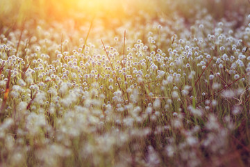 Nature grass field background made with vintage filter