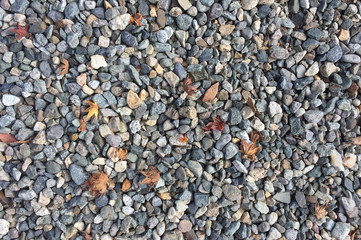 gravel with maple