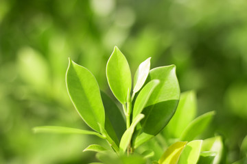Fototapeta na wymiar sunny green leaf as blurred background