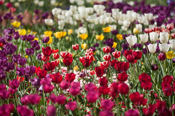 Fototapeta premium Colorful Tulip Flowers