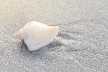 shells on the sand