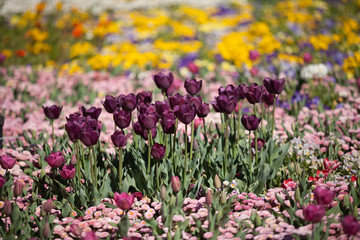 Fototapeta premium Colorful Tulip Flowers