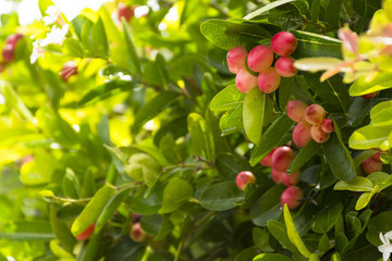 Fototapeta premium Karanda tree or Carunda or christ's thorn fruit for health and herb.Zoom in
