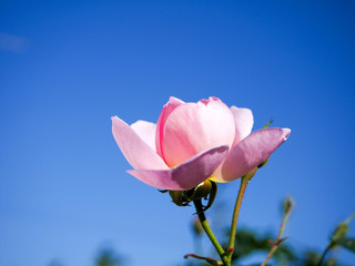 バラ　セプタードアイル