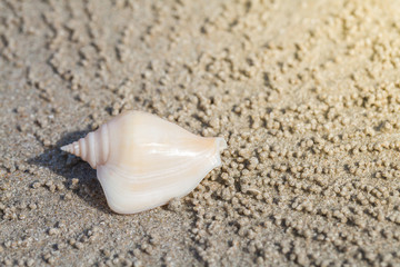 shells on the sand