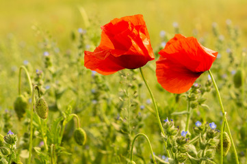 Warsaw,Poland October 2016:castle in Wilanow in holiday illumination