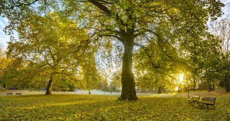 Autumn in the city park, plane trees in autumn colors