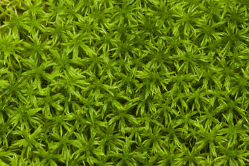 Green moss texture or background macro, selective focus, shallow DOF
