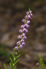Obraz premium Wild Purple Common Heather, Calluna vulgaris, blossom close-up, selective focus, shallow DOF