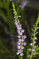 Wild Purple Common Heather, Calluna vulgaris, blossom close-up, selective focus, shallow DOF