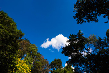 forest with sky