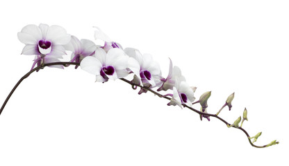 white orchid flower isolated on white background