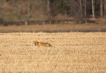 Red fox (Vulpes vulpes)