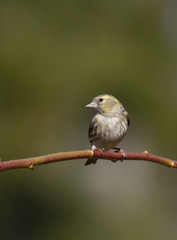 Eurasian siskin