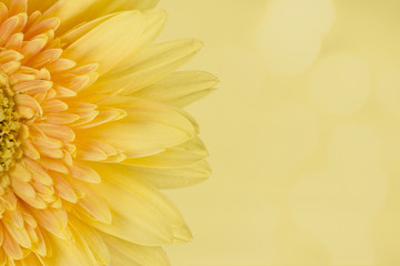 Fototapety  yellow flowers beautiful on a bokeh background