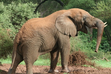 African Elelphant