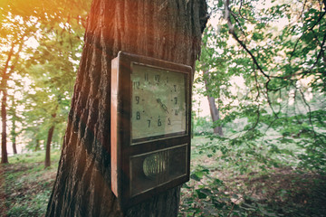 square clock on the tree. forest is magical. Silence  fascinating. Colors and paint takes you into a fairy tale.