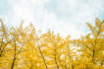 Fall. Autumn ginkgo leaves and autumn sky