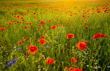Wildflowers poppies