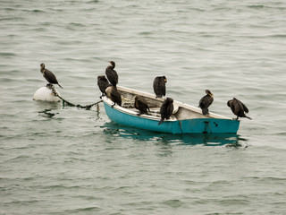 a flock of birds on a row boat in the harbor in Plymouth, Massachusetts