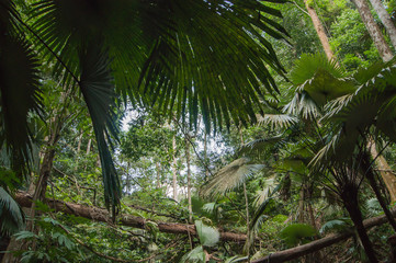 Naklejka premium tropical jungles