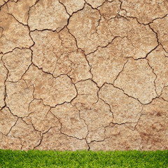 Green grass and cracked dry desert sand.