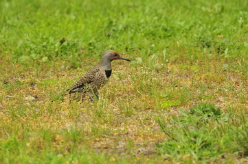Northern Flicker
