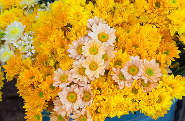 Beautiful yellow flowers