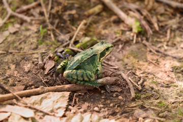 Small frog in forest