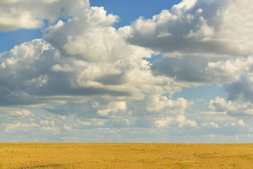 Beautiful sky with clouds over yellow field