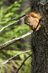 fox squirrel eating a pine cone before winter sets in