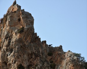 Fototapeta premium Goat in mountain