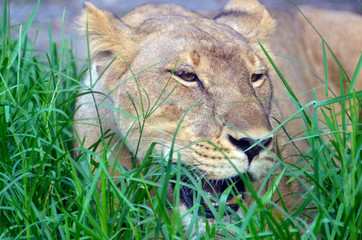 Lioness crouching in the grass