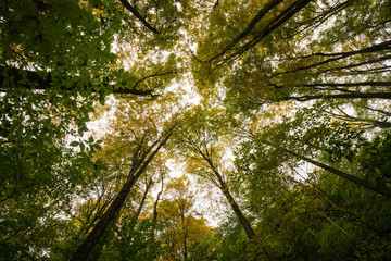 looking up at a canopy of maple trees in a forest in Vermont, New England in the fall