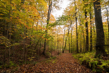 a forest with maple syrup lines in the fall in Vermont, New England