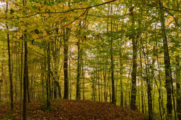 a forest in the fall in the Appalachians of Vermont in New England