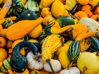 squashes at market